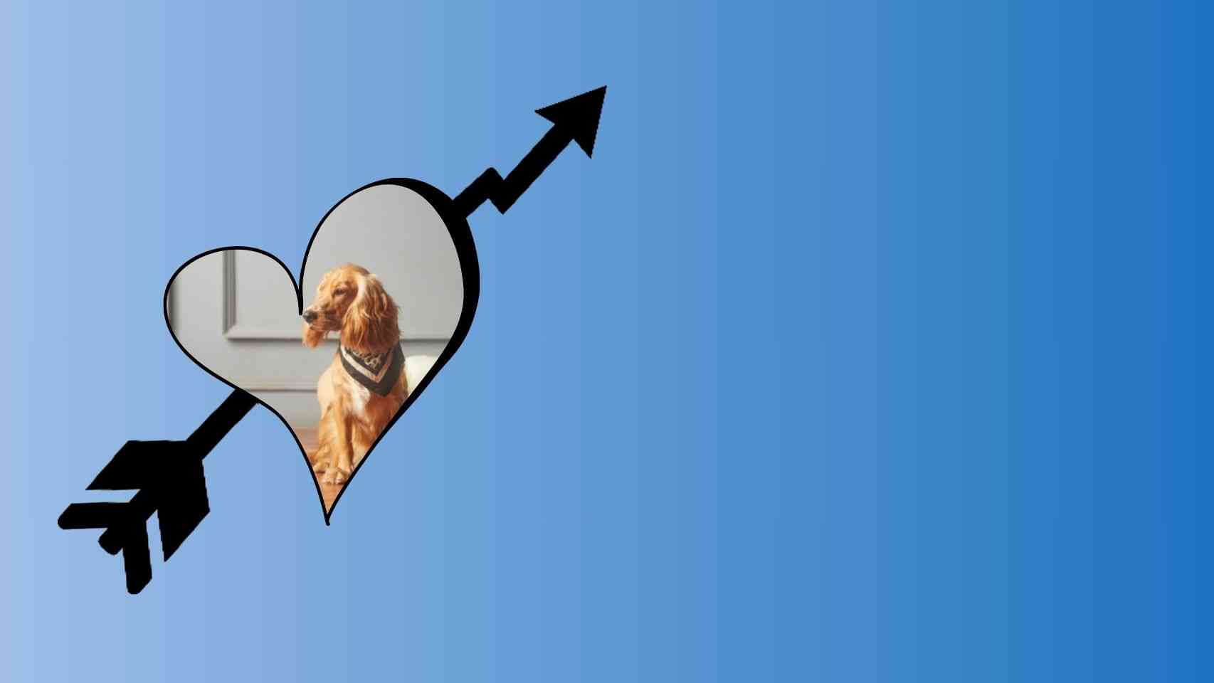 Profitable Allergy-Friendly Pet Products Business Idea