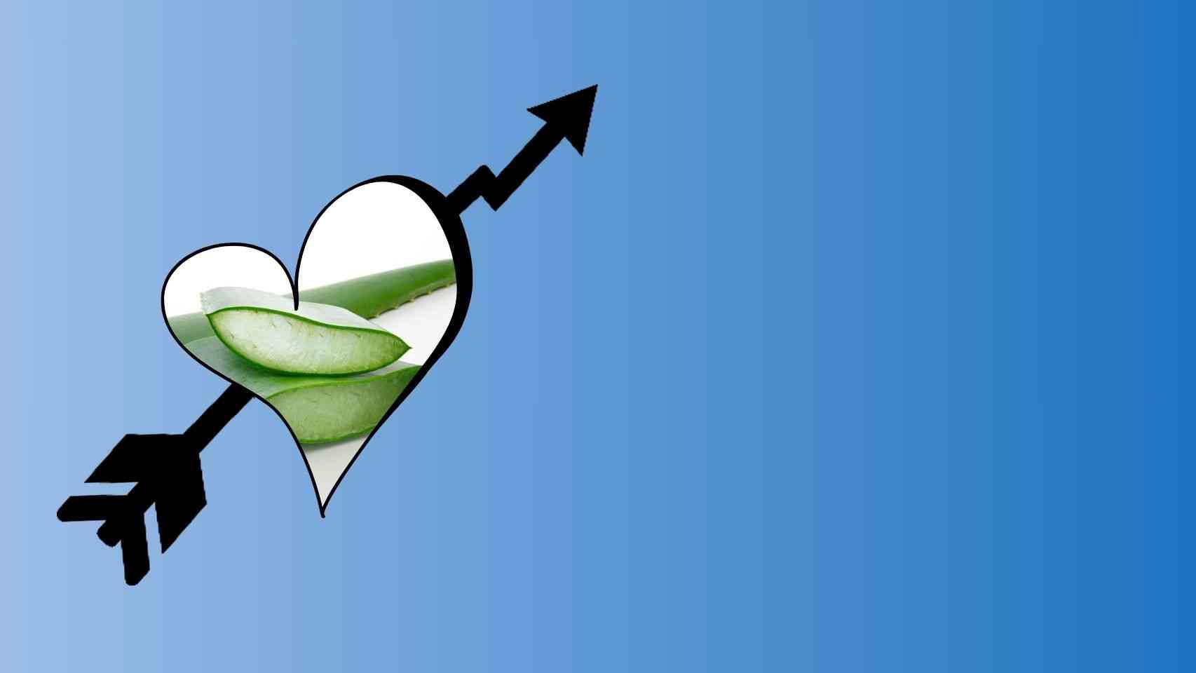 Aloe Vera Farming Business Idea