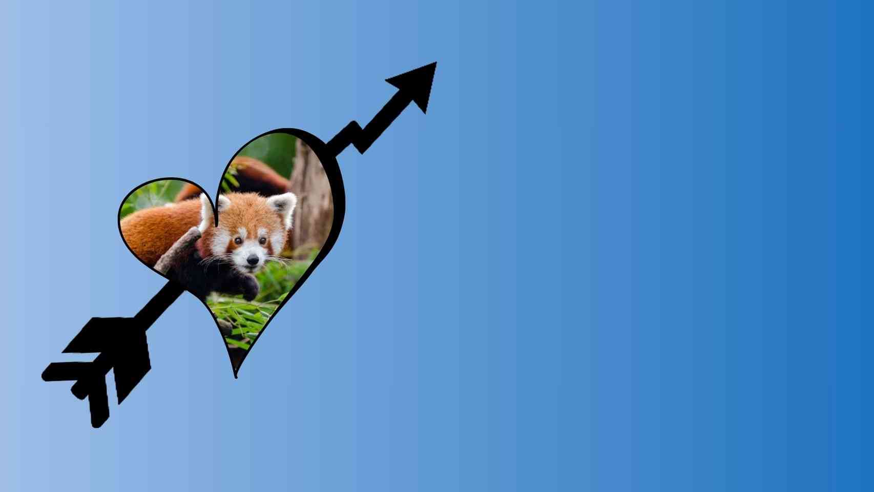 Profitable Animal Photography Business Ideas